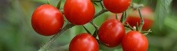 ORGANİK SEBZE TOHUMU